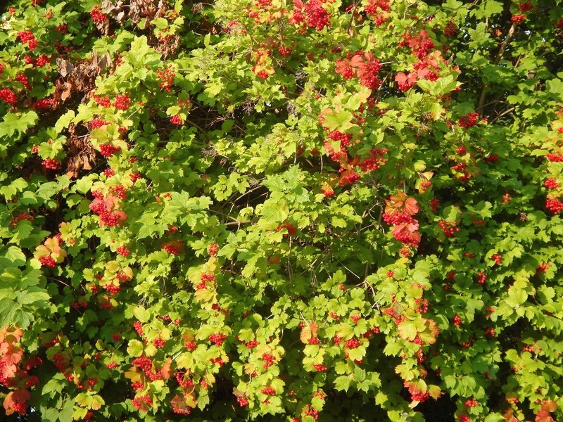 Viburnum opulus